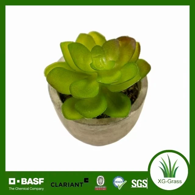Everlasting Tiny Succulent Decor best