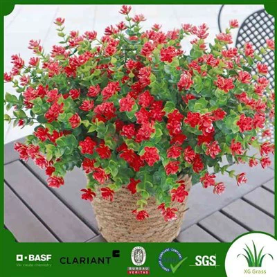 Fo Poinsettia Plant