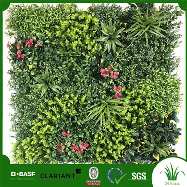 Plant Mi Andedan kay la