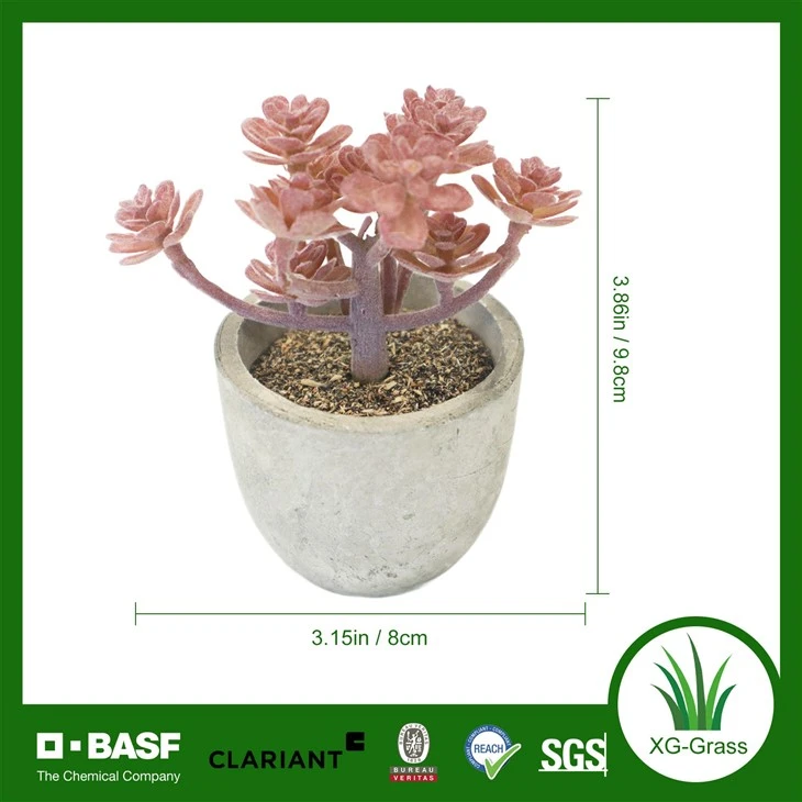 Xingu Lush Indoor Succulent Plant For Home And Office Decor best