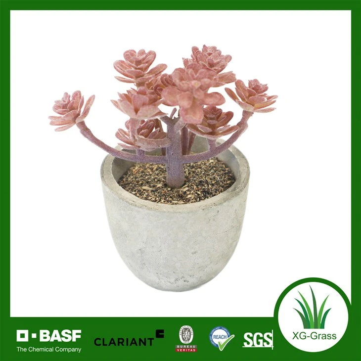 Xingu Fertile Plant Sukulan Andedan kay la pou Kay ak Biwo Decor