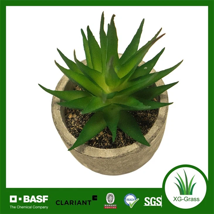 Xingu Unique Succulent Home Accents To Enhance Your Decor suppliers